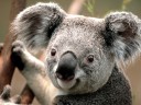 Sample Picture - Koala